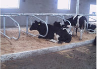 Trang trại bò sữa Loại hàng đôi Giống bò miễn phí với Khoảng cách gia súc 1.20m