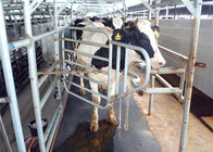 Chịu đựng mức trung bình máy vắt sữa cao su cao su cho bò đứng